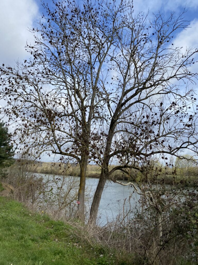 bord de seine