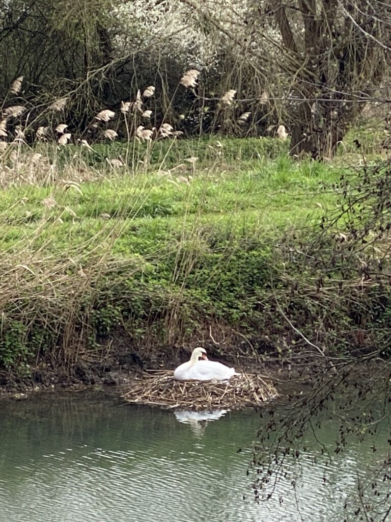 cygne sur son nid