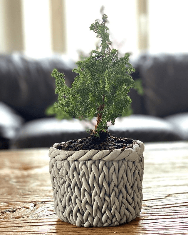 Plantes et jardineuse en folie : Cache-pots seins 3 image 31