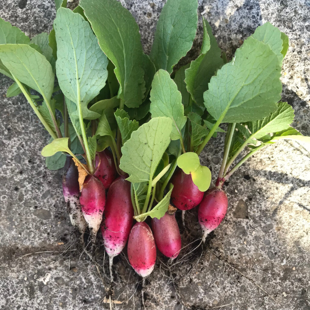 8 radis du jardin par terre