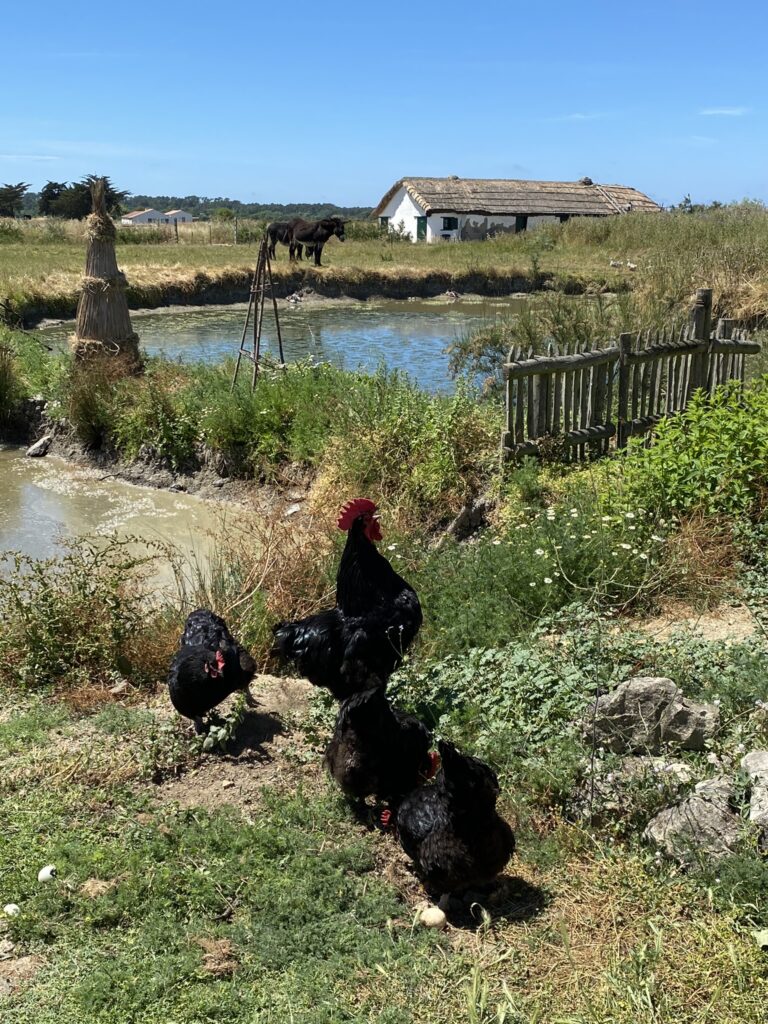 expositions et activités de l'Écomusée du Daviaud