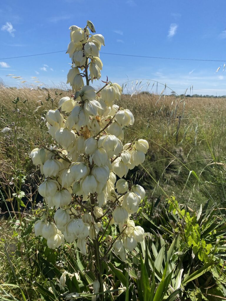 fleur de yucca