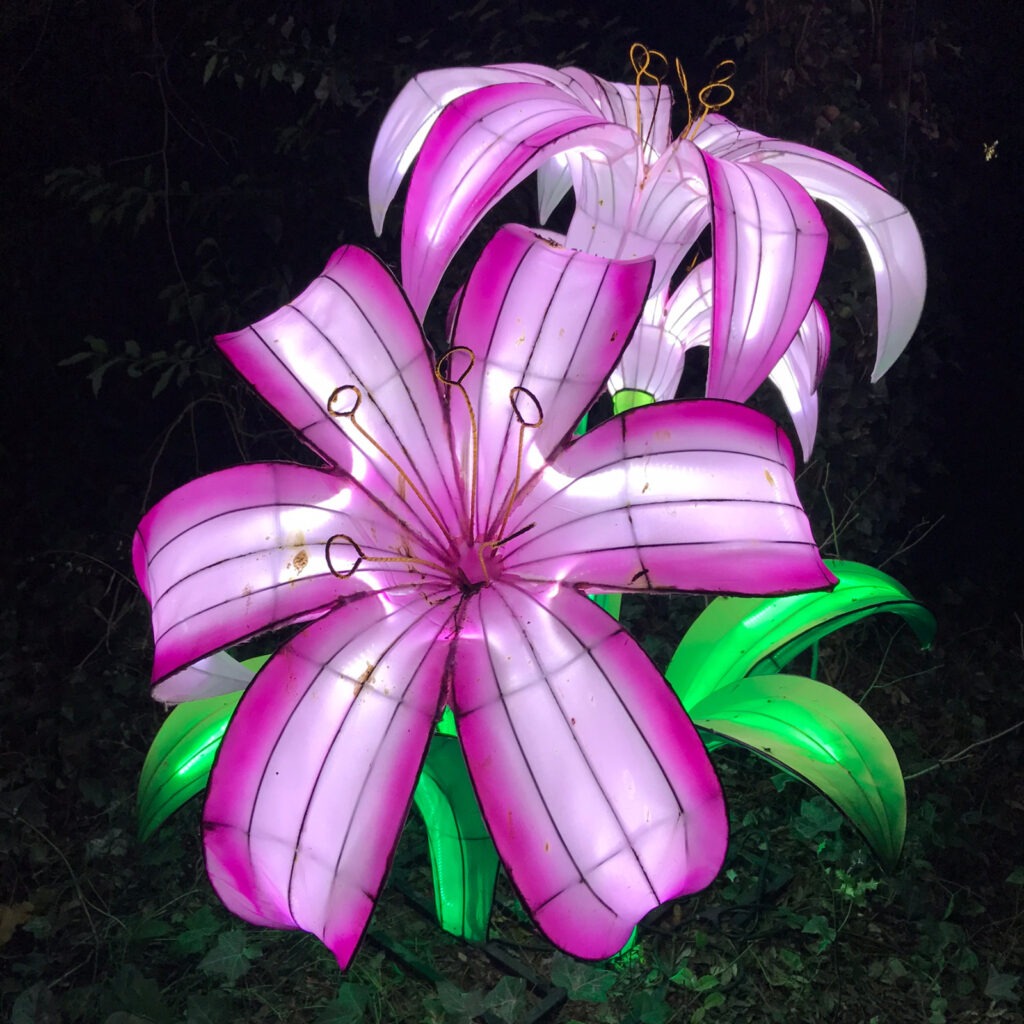 Jardin des plantes en famille : expositions lumineuses 2 Fleur illuminée jardin des plantes exposition