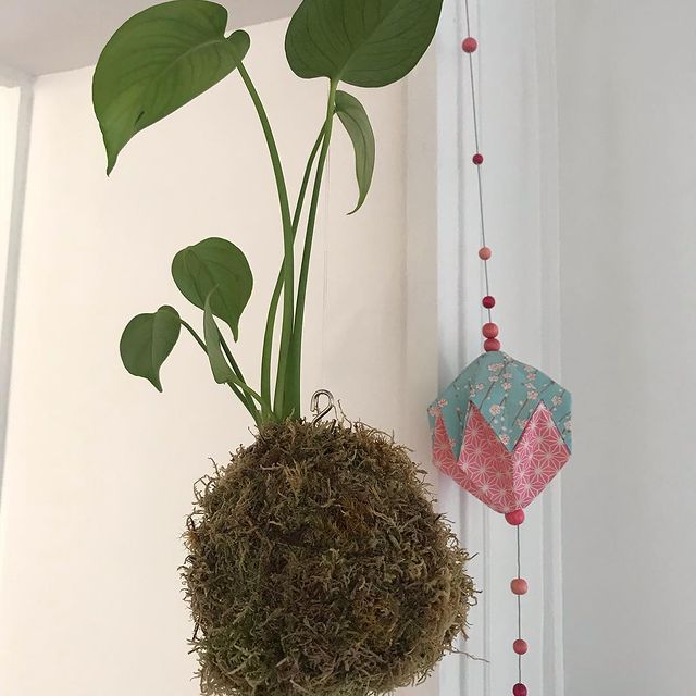 Kokedama de Ciloubidouille 