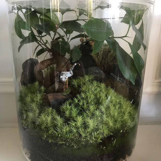 Terrarium de chez yamayama. Entretenu par Ciloubidouille