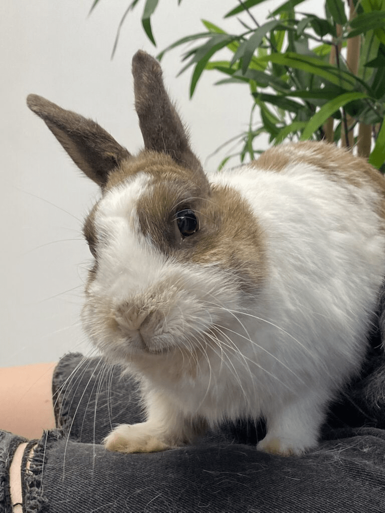 Minouche, le rosier qui raconte une histoire familiale 3 lapin nain