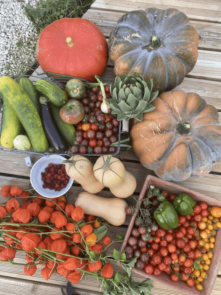 récolte de jardin en septembre