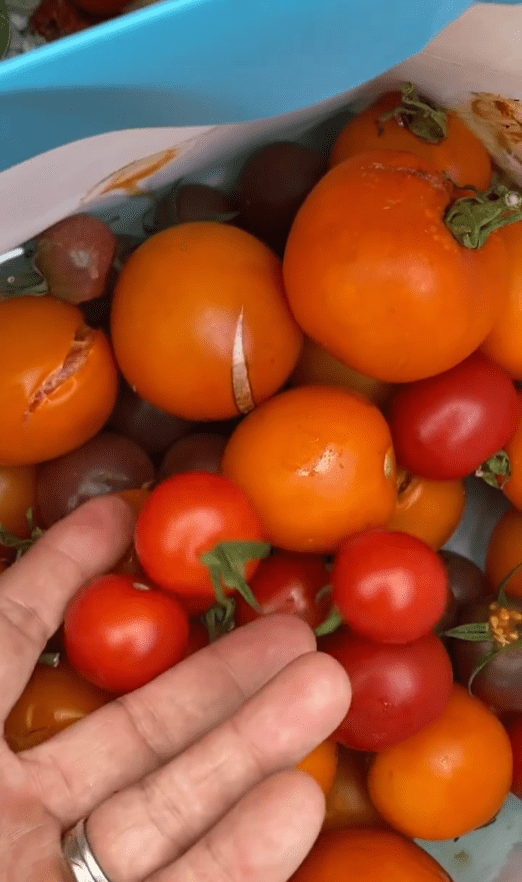 tomates du jardin fraîchement récoltées