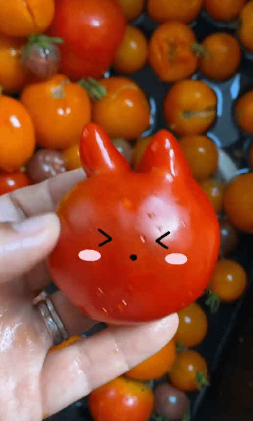 Mon expérience sur l'abondance de mon jardin 4 tomates du jardin fraîchement récoltées