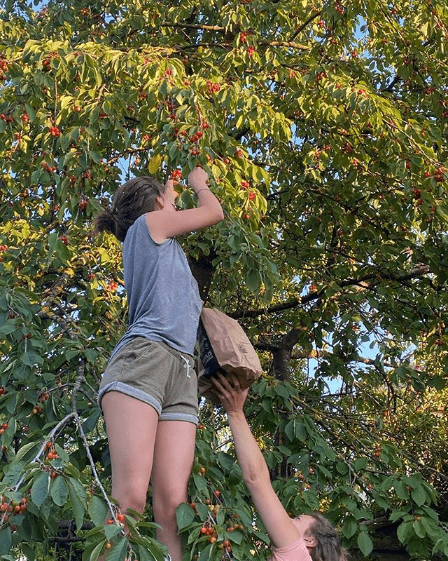 femme qui récolte des cerises