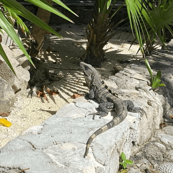 Mexique : visiter le yucatan, ses cenotes et temples maya 12 reptile du mexique