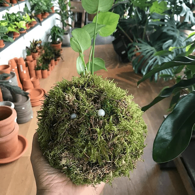 Ma Réussite en Cactus - Un Amour de Jardinage 2 kokedama