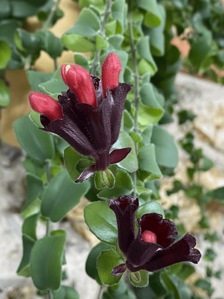 plante rouge à lèvres