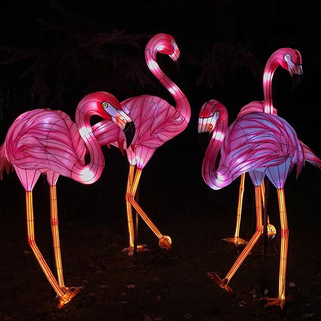 flammants rose illuminés au jardin des plantes