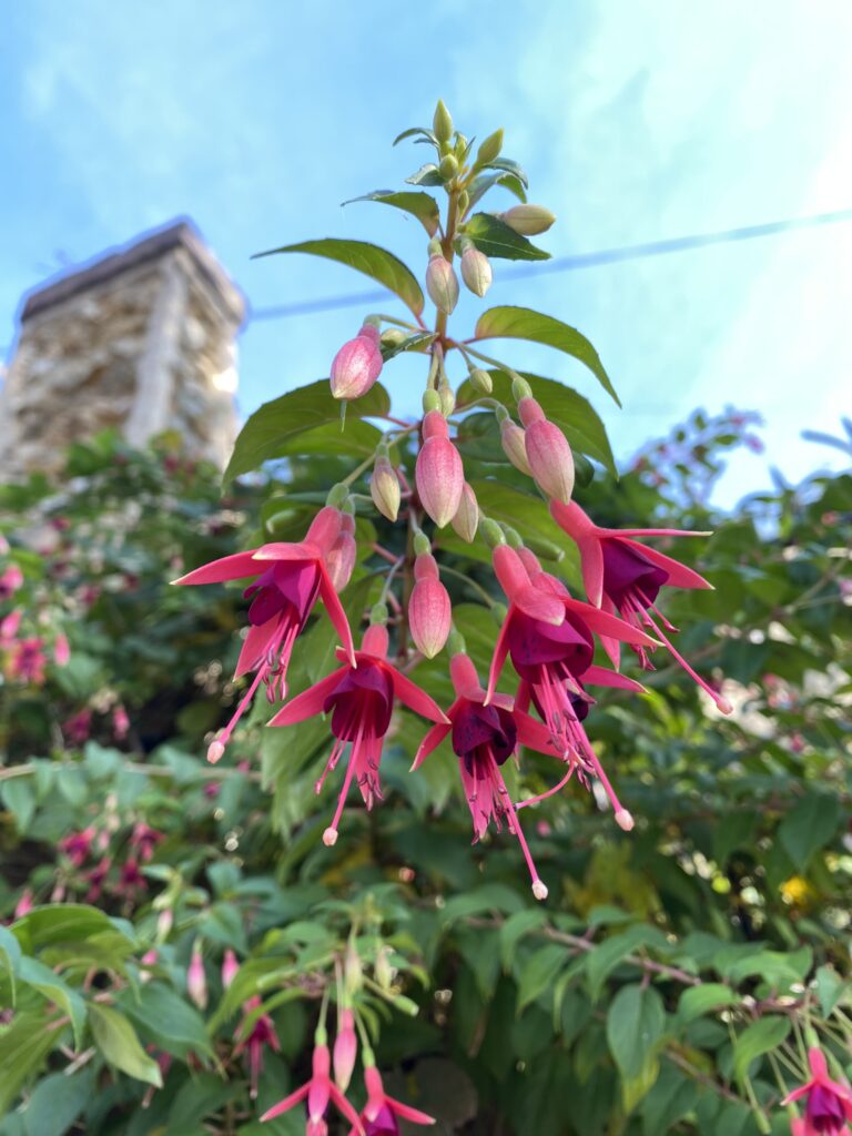 fleurs du fushia