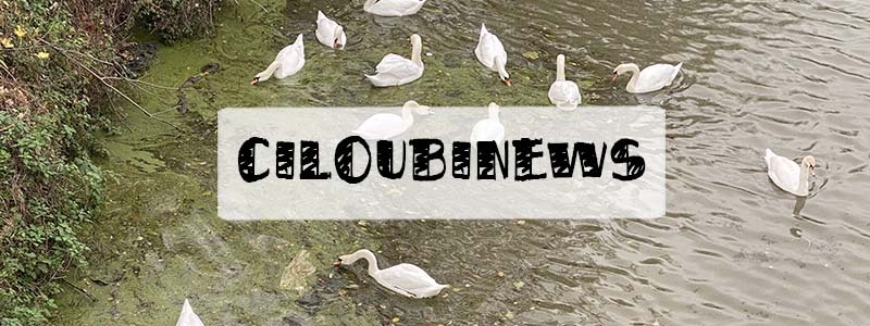 ciloubinews