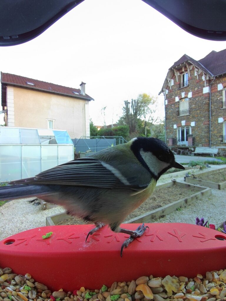 oiseaux du jardin : la mésange charbonnière