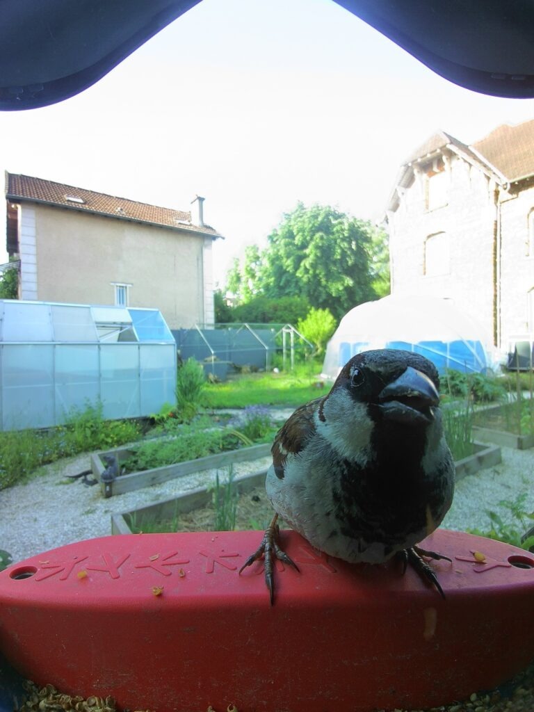 oiseau du jardin : moineau