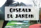 Oiseaux du jardin