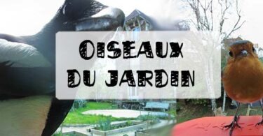 Oiseaux du jardin