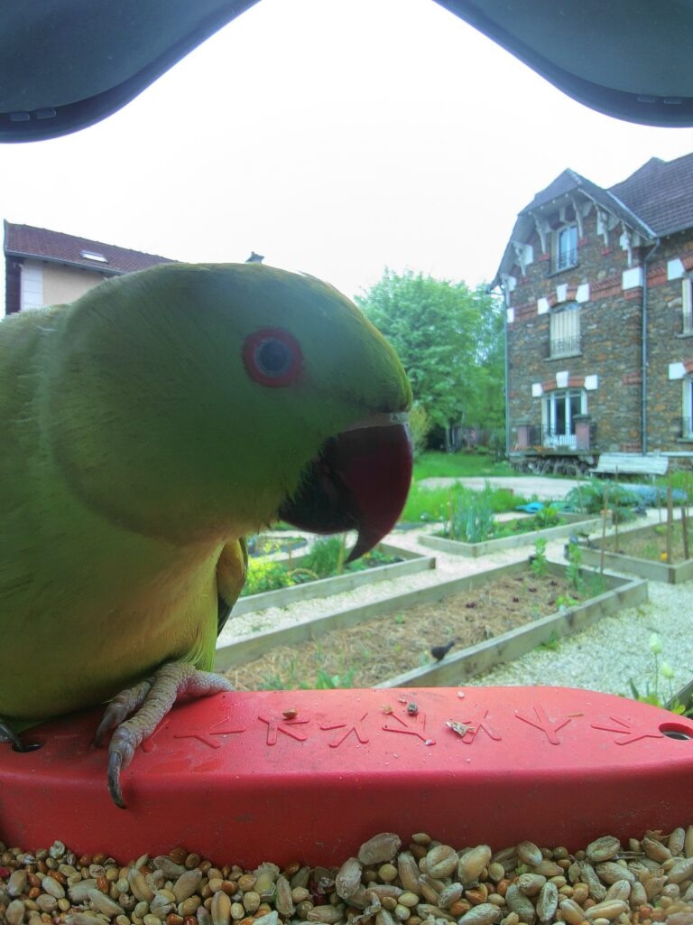 oiseaux du jardin : la perruche