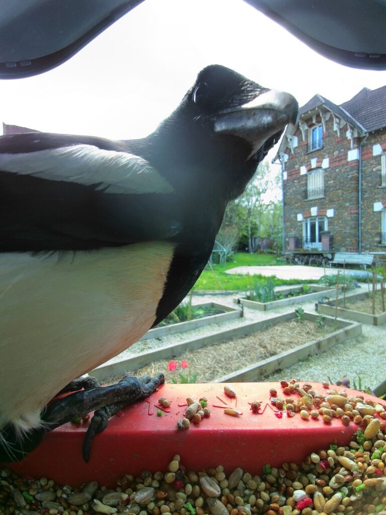 oiseaux du jardin : la pie