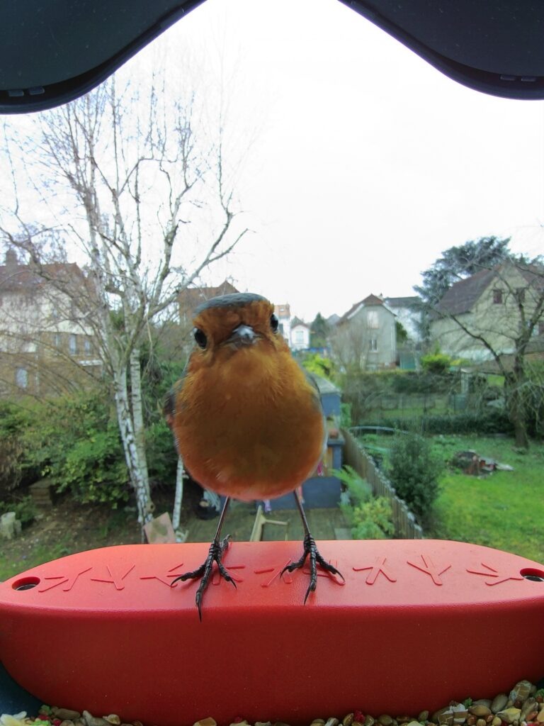 Oiseaux du jardin : le rouge-gorge