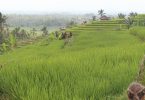 MEA Bali rizière