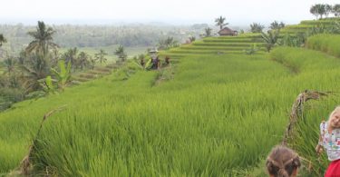 MEA Bali rizière
